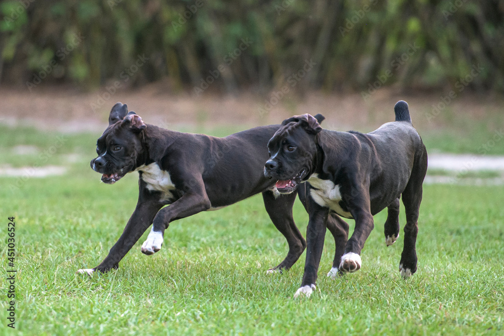 BOXERS - Lilly Baron SPCA of Ocala