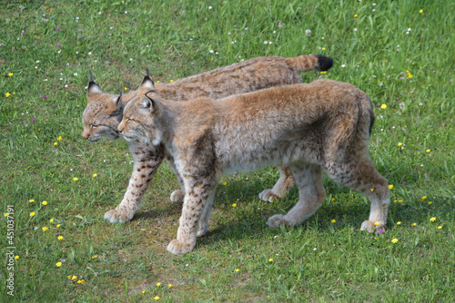 Eurasian lynxes couple walking together. 