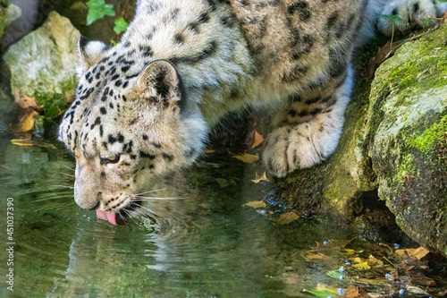 leopardo delle nevi si disseta photo