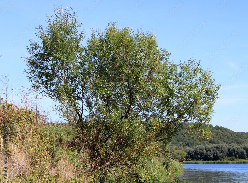 tree on the bank of lake tree on the bank of lake