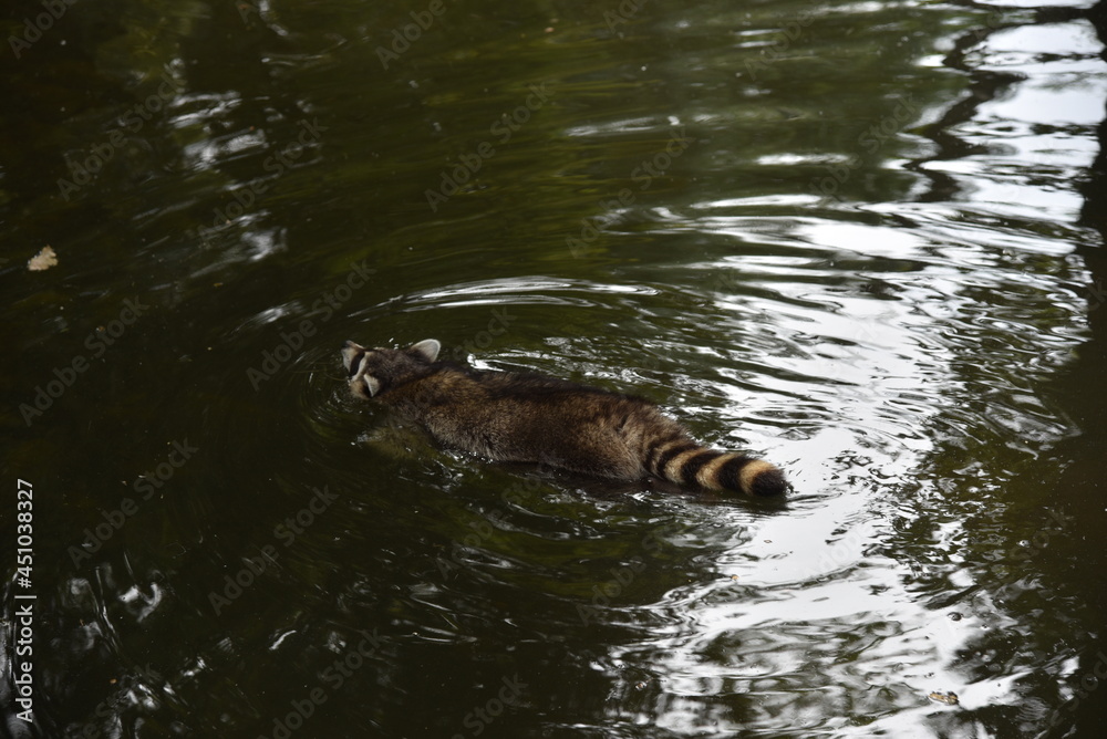 Obraz premium Waschbär