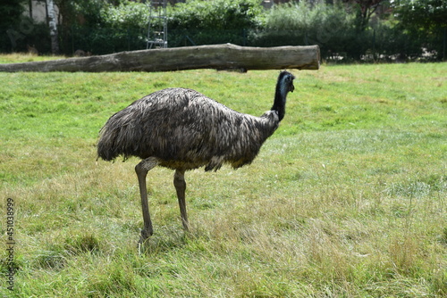 Emu photo