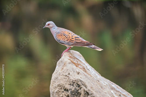 Quadro su tela European turtle dove - Streptopelia turtur- perched on a stone with a beautiful greenish and brownish background out of focus