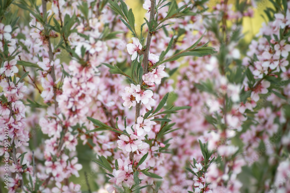 twigs of pink cherry flowers close-up twigs of pink cherry flowers close-up