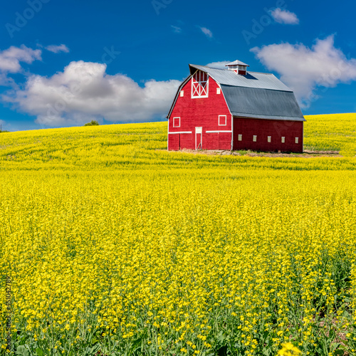 Murais de parede Rapeseed crop with bright red barn and blue sky