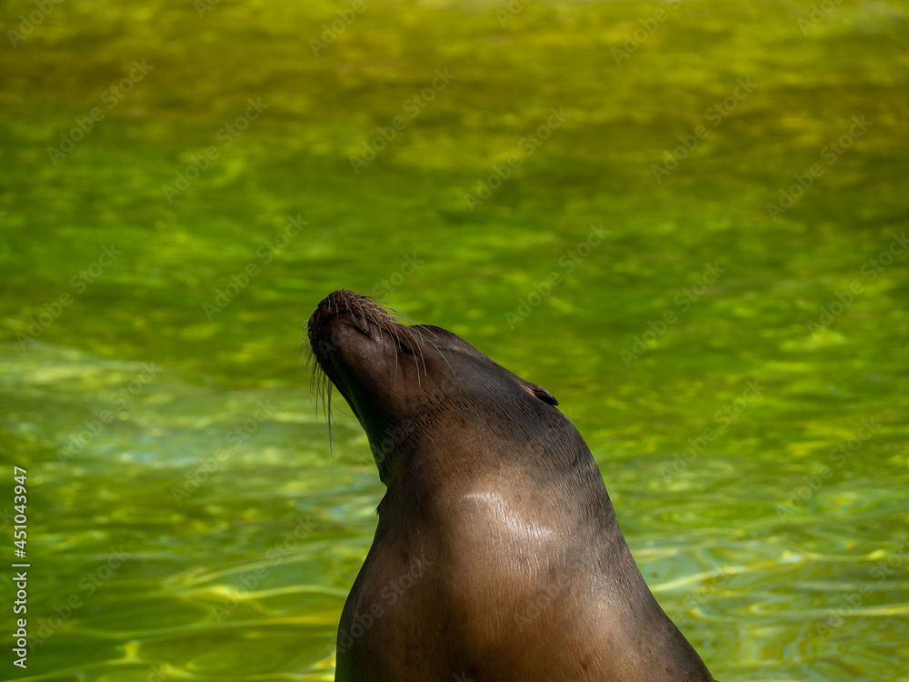 Fototapeta premium Close up portrait of a sea lion.