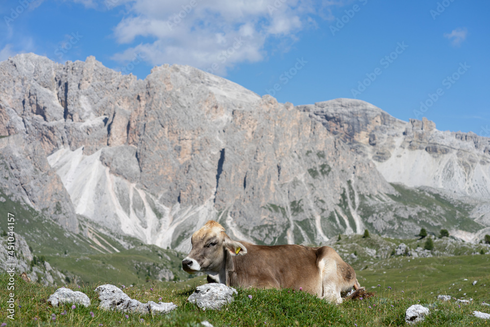 cows grazing in the seceda mountains in the dolomites