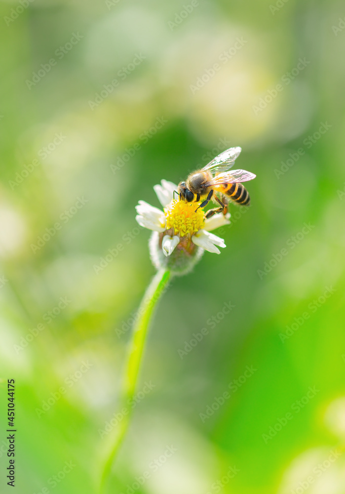 Bee on a flower collecting pollen Bee on a flower collecting pollen