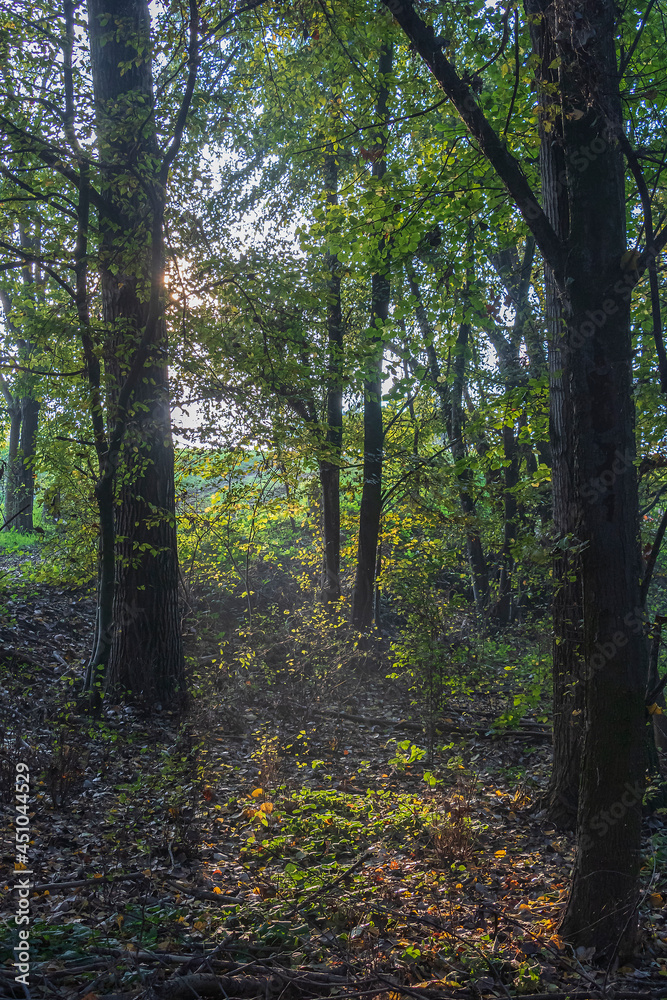 luci e ombre fra gli alberi luci e ombre fra gli alberi