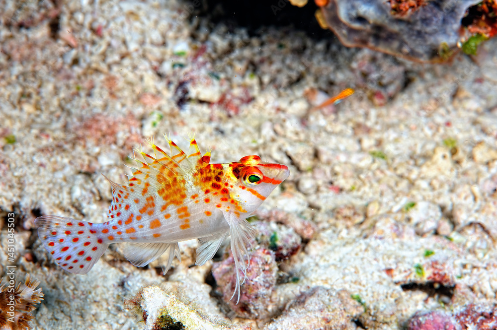 A picture of an hawkfish