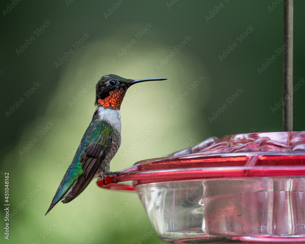 Εκτύπωση καμβά Closeup of a hummingbird in the garden