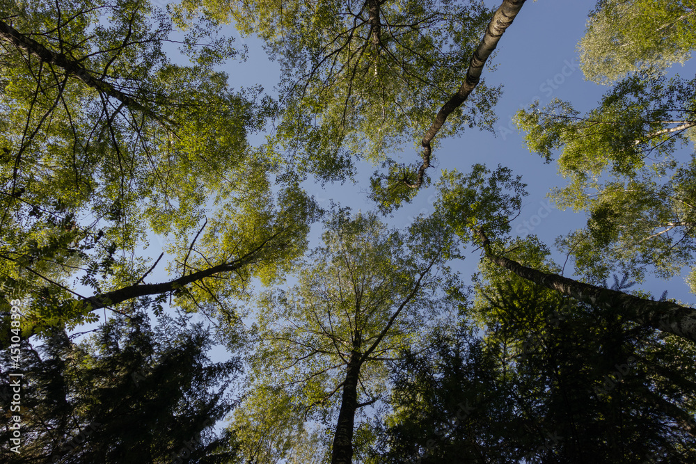 Fototapeta premium Bottom view of green tall trees in the forest on a sunny day