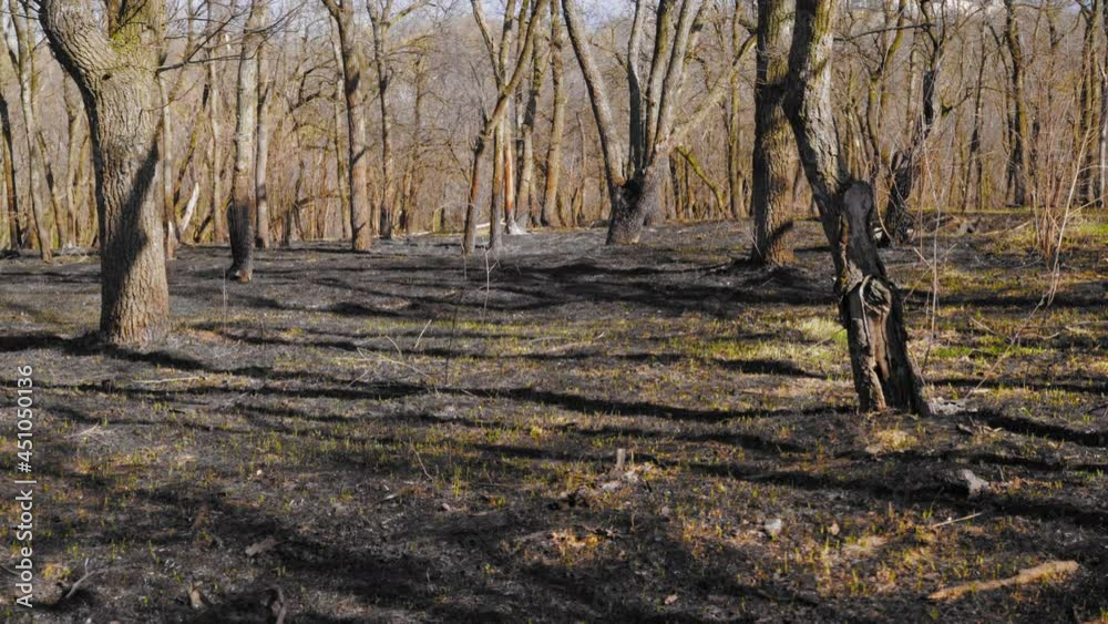 Burnt Trees After Forest Fire in the Light of the Spring Sun