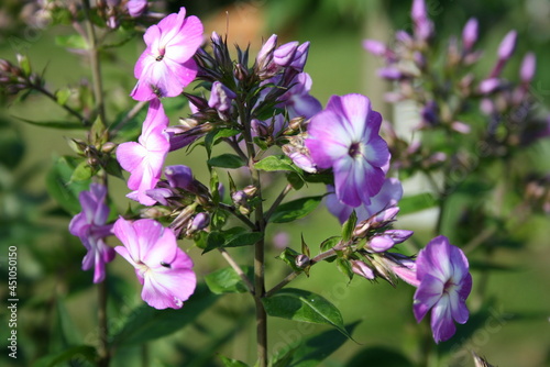 Hoher Stauden-Phlox - Rispige Flammenblume - Herbstflieder