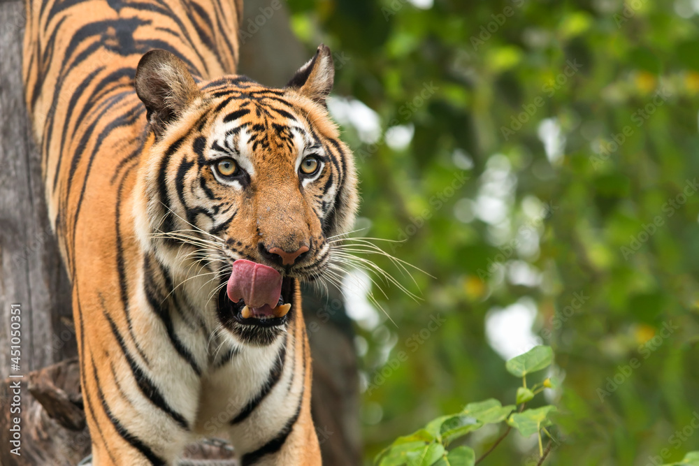 tiger face tiger face