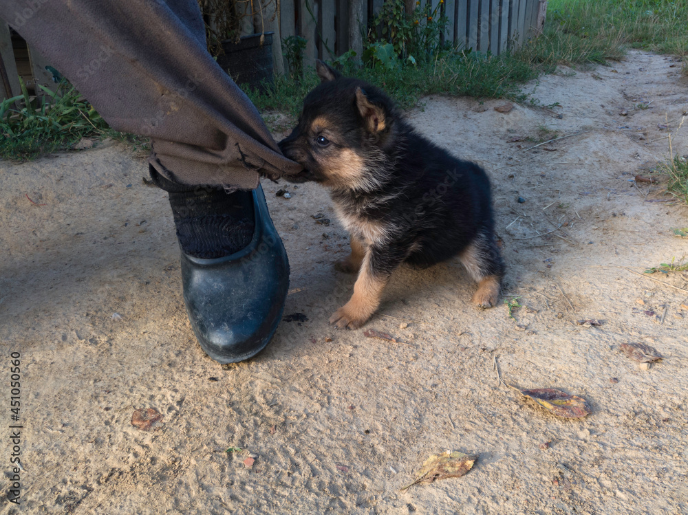 A playful puppy pulls the leg of his master’s pants in yard in rural area