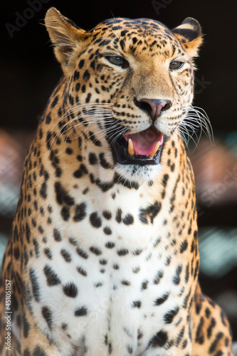 leopard face