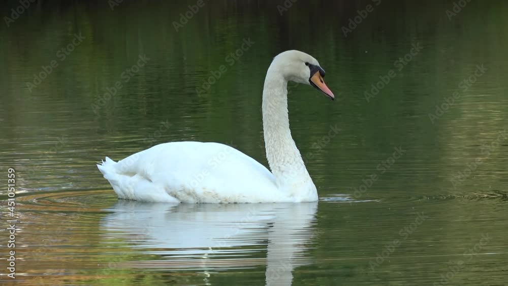 A graceful white swan swims and shakes the head after drinks water. Drops of water fall from swans beak A graceful white swan swims and shakes the head after drinks water. Drops of water fall from swans beak