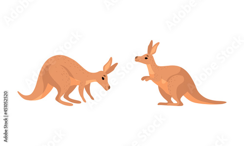 Brown Kangaroo Marsupial Animal with Powerful Hind Legs and Pouch Vector Set