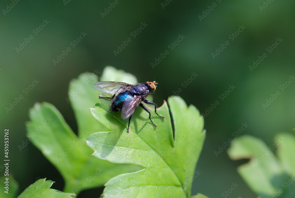 Eine Fliege auf einer Pflanze. Fliegen sind kleine Insekten. Eine Fliege auf einer Pflanze. Fliegen sind kleine Insekten.