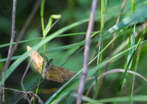 Eine Aufnahme eines Tagfalters, Schmetterlings auf einer Pflanze auf einer Wiese.