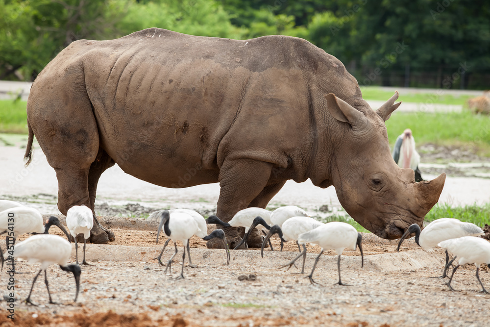 Obraz premium rhinoceros