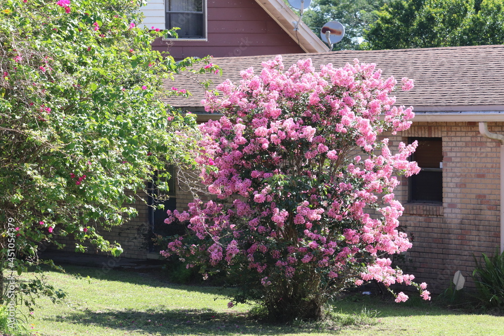 Pink Beauty