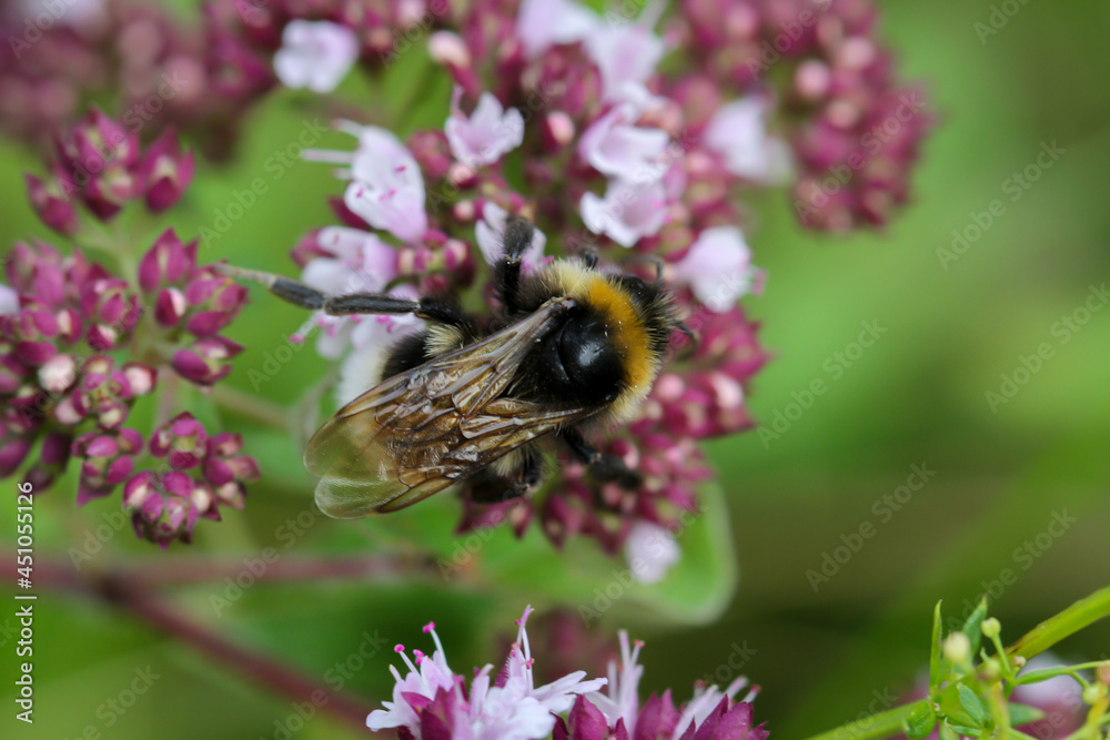 Eine Hummel auf einer Wiesenblume beim Sammeln des Blütenstaubs. Eine Hummel auf einer Wiesenblume beim Sammeln des Blütenstaubs.