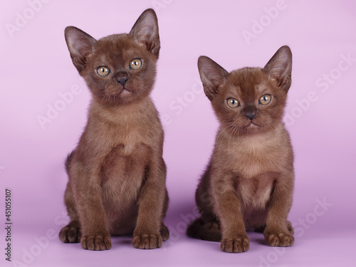 Fototapeta Naklejka Na Ścianę i Meble -  Two sable-colored Burmese kittens on a purple background