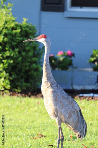 Sandhill Crane