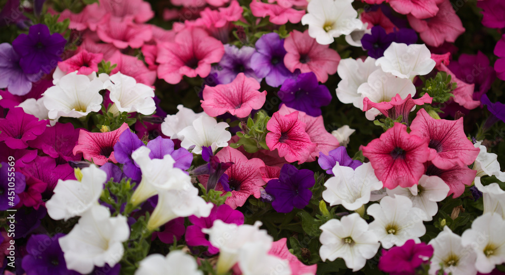 Flower bed full of different cultivars of Petunia, natural macro floral background Flower bed full of different cultivars of Petunia, natural macro floral background