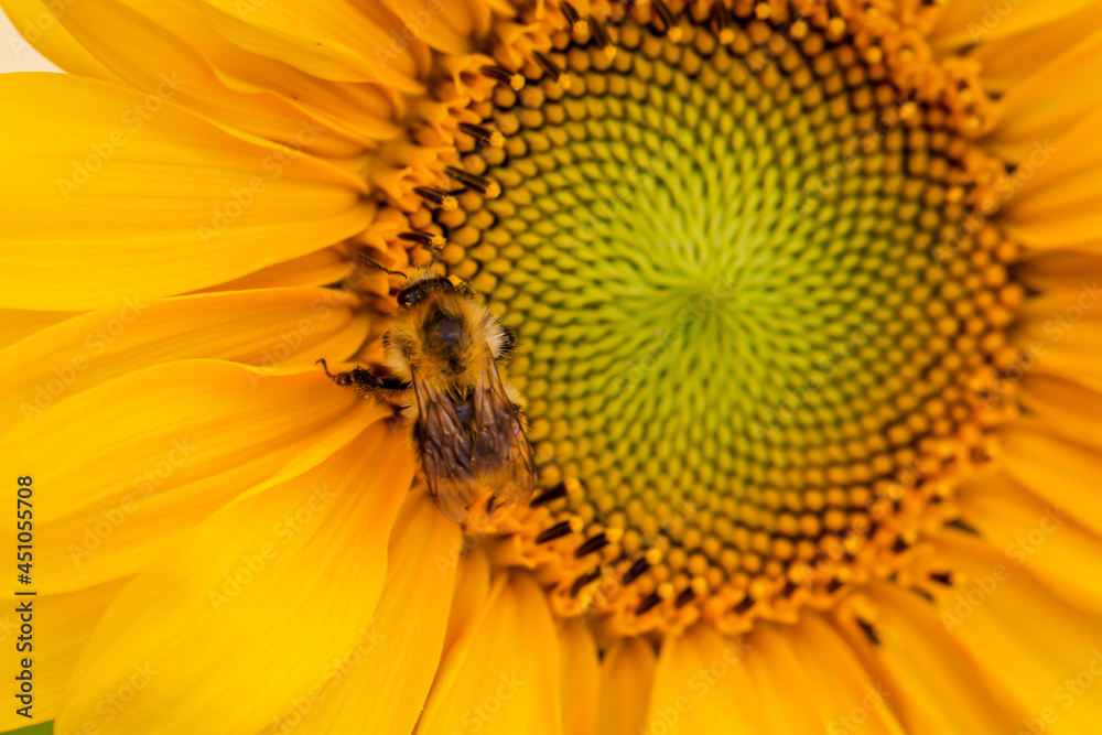 Eine Hummel sammelt den Blütenpollen auf der Sonnenblume ein. Eine Hummel sammelt den Blütenpollen auf der Sonnenblume ein.