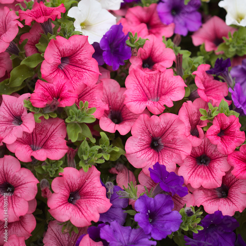 Flower bed full of different cultivars of Petunia, natural macro floral background