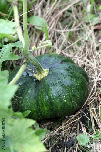 A green unripe pumpkin with dew drops grows in the garden