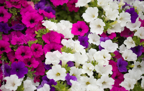Canvas Print Flower bed full of different cultivars of Petunia, natural macro floral backgrou