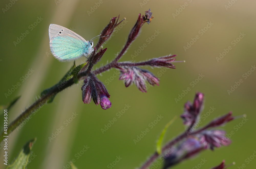 Glaucopsyche alexis butterfly on plant in nature environment at noon
Glaucopsyche alexis butterfly on plant in nature environment at noon