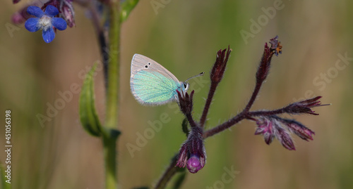 Glaucopsyche alexis butterfly on plant in nature environment at noon 