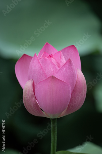 pink lotus flower