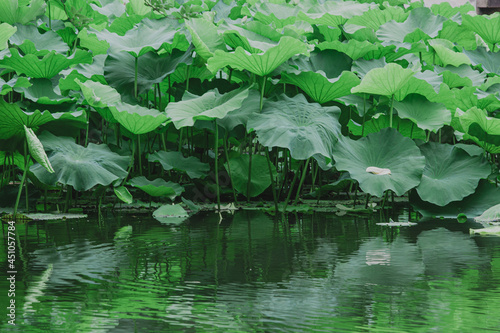 water lily pond