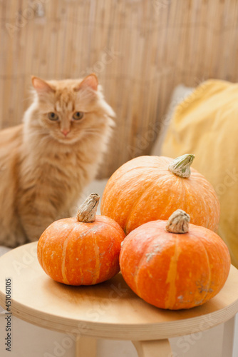 Ginger fluffy cat near pumpkins at cozy home