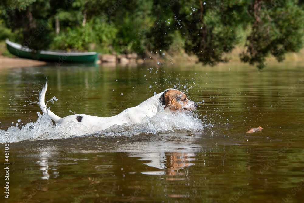 Dog swimming on lake beach