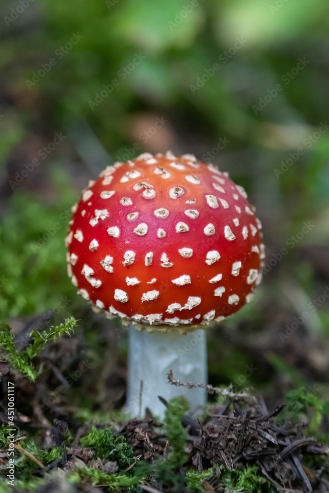 Amanita muscaria, poisonous mushroom macro, fall forest. Alps Amanita muscaria, poisonous mushroom macro, fall forest. Alps