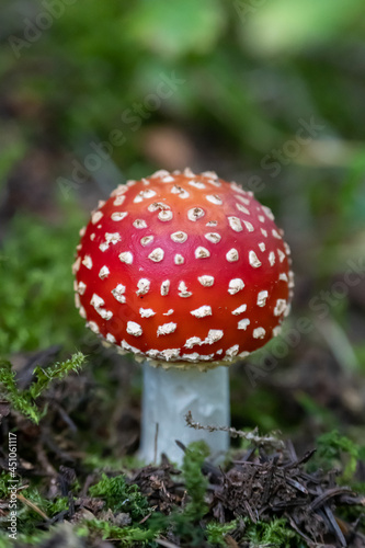 Amanita muscaria, poisonous mushroom macro, fall forest. Alps