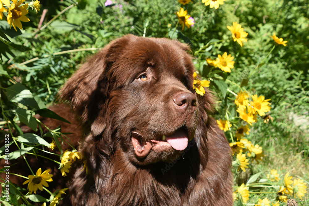 Chocolate Brown Newfoundland Playing in a Flower Bed