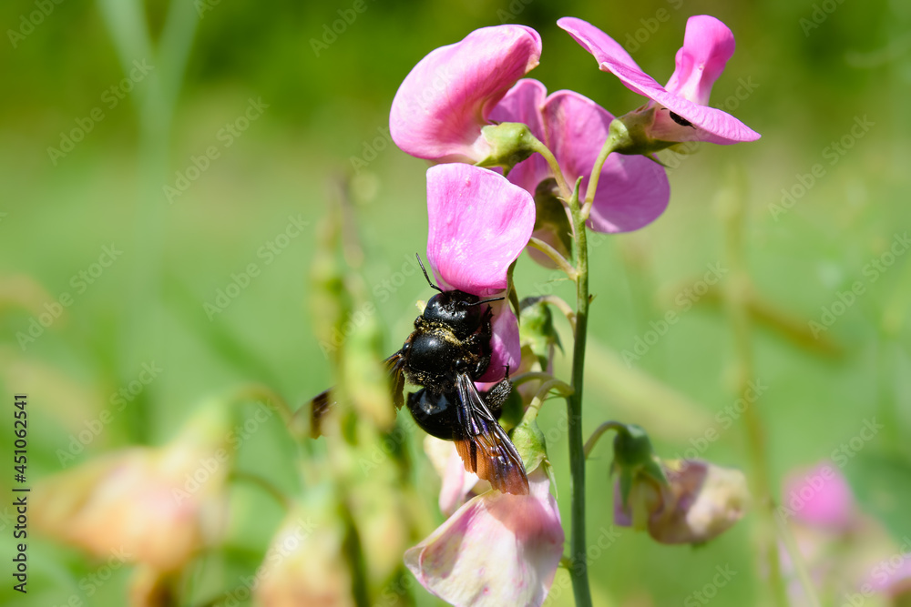 Fototapeta premium bee on flower