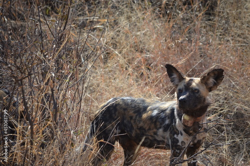 standing collared African wild dog 