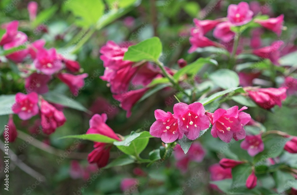 Flowering Weigela. Weigela Japonica low-growing shrub with red and pink flowers. Flowering Weigela. Weigela Japonica low-growing shrub with red and pink flowers.