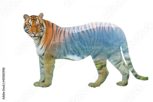 tiger isolated