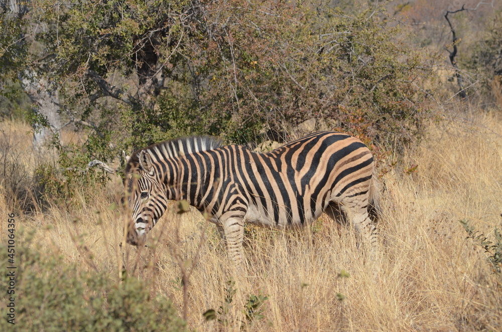 Burchell's Zebra with brown stripes Burchell's Zebra with brown stripes