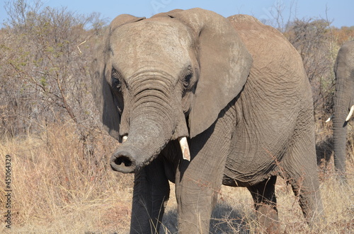 Elephant with raised trunk